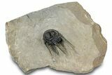 Spiny Cyphaspis Trilobite - Morocco #311141-3